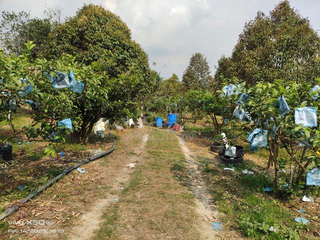 Kuala Sawah, Agricultural Land, Kuala Sawah, Rantau, Seremban, N9 3