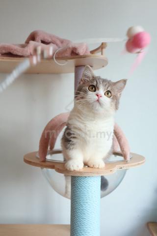 Carousel Image Selected