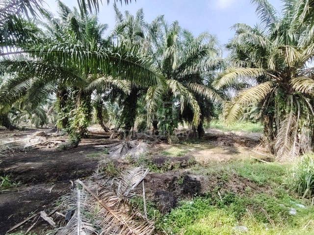 14.5 Acres Zoning Medium Industrial Land @ Pekan Nanas, Pontian, Johor 1