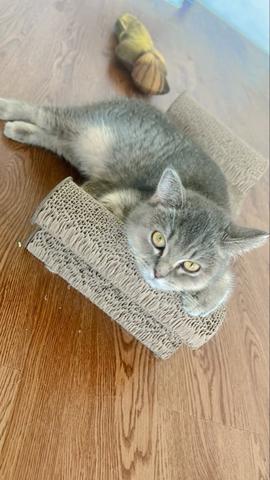BSH For Rehome - photo 3 of 6