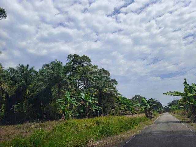 Pontian Agricultural Land For Sale 1