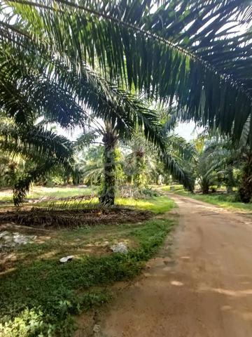 Oil Palm Landin Jelebu Titi For Sale 1