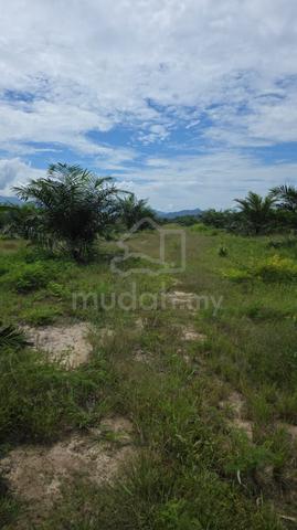 7 acres palm oil land in Sungai Siput 1
