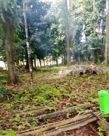 DUSUN TERNAKAN & DURIAN land for lease 5