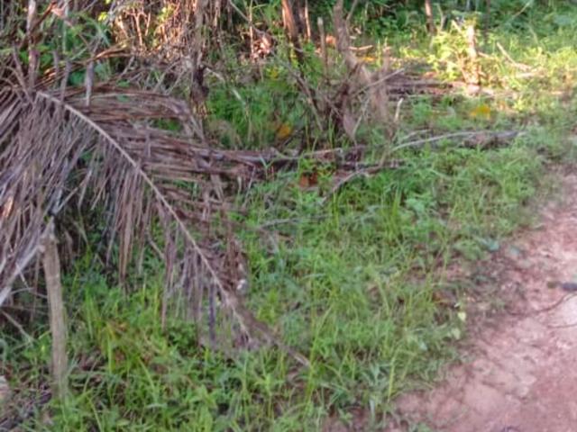 Tanah Pertanian 2.65 Ekar , Teloi Kanan , Kuala Ketil Baling , Kedah 1