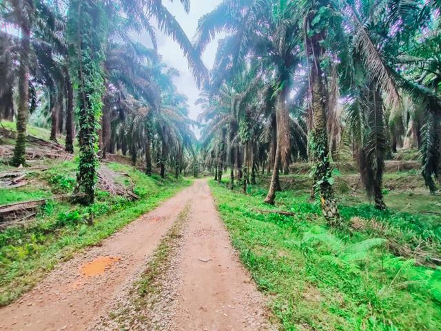Tanah pertanian kelapa sawit sg charu sg lembing 1