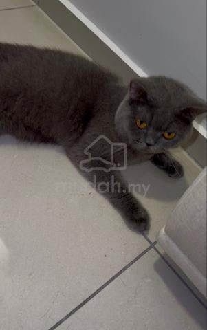 Kucing BSH Male Blue - photo 2 of 5