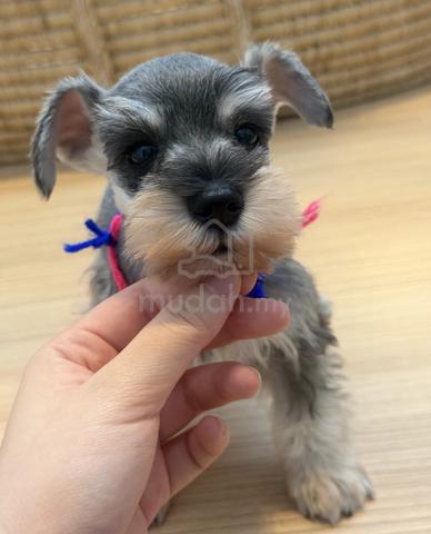 SCHNAUZER MINIATURE PUPPIES S114🌻 雪纳瑞 Available - photo 5 of 5