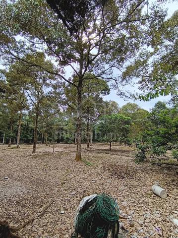 TANAMAN DURIAN READY Tanah Pertanian Non Bumi Mukim Api api Pontian 4