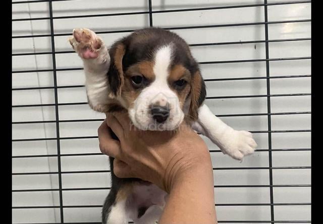 Carousel Image