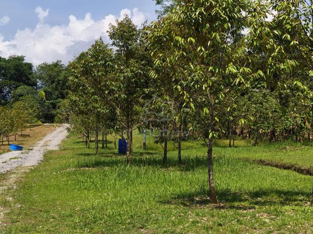 Tondong Land Durian Farm For SALE jalan Bau kuching 4