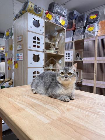 can send Singapore silver shaded bsh munchkin cat - photo 6 of 6