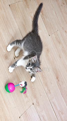domestic cat mix parsi  - photo 3 of 3