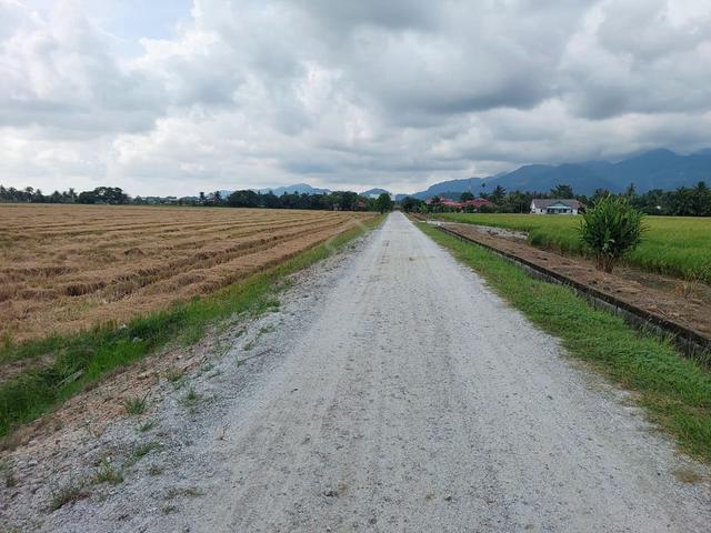 BALIK PULAU, Penang, Tanah Pertanian (Tanaman Padi), Akses baik 4