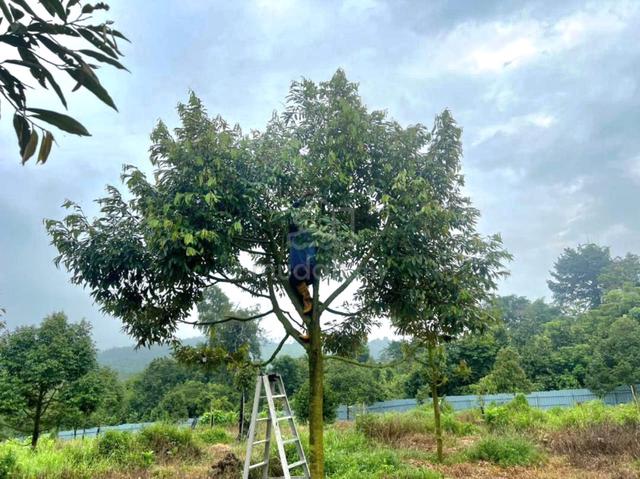 Pahang Kerdau & Temau Bird Nest Farm Nice Agricultural Land For Sale 1
