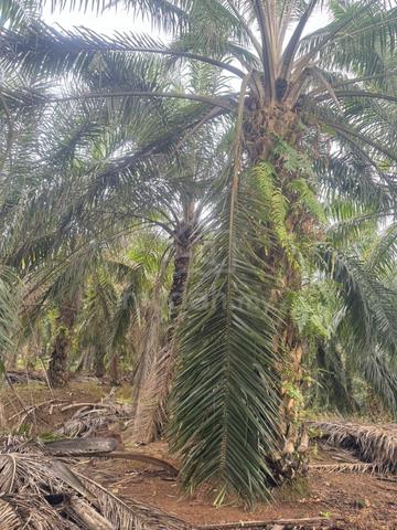 2 Ekar Tanah Kelapa Sawit Kg Sawah Laku Bukit Kepong Muar Johor 1