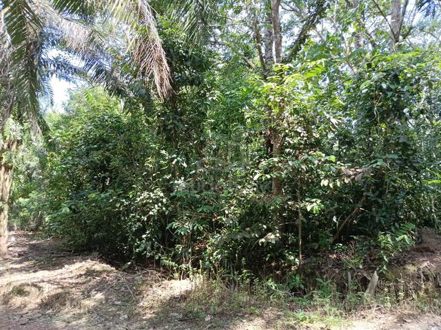 Agriculture rubber tree land for Sale 1