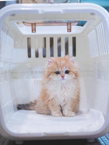 Carousel Image Selected