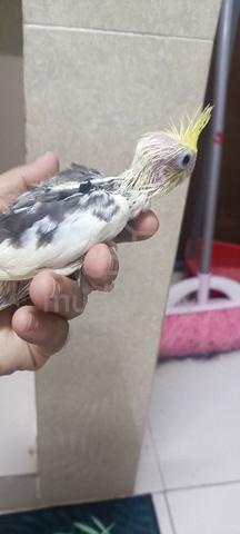 lutino pied cockatiel suap - photo 2 of 5