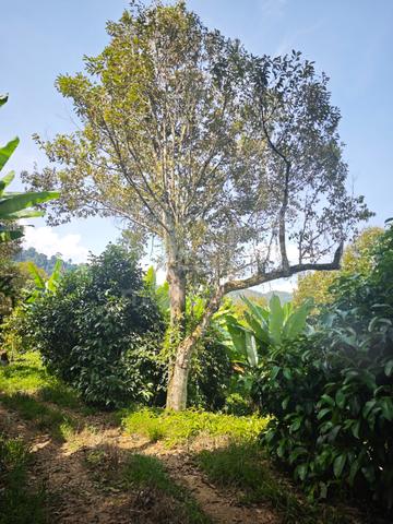 Raub Tras 2.939acres Durian Orchard for Sale 1