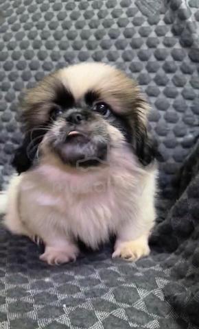 Pekingese Puppies male female - photo 2 of 6