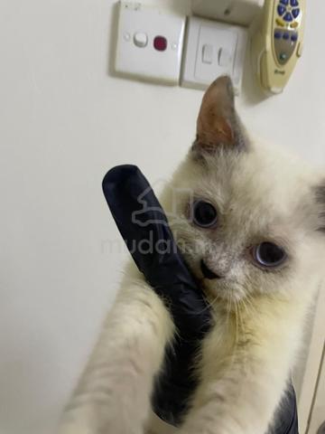 Ragdoll kitten mix bsh - photo 3 of 6