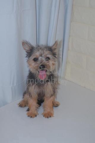 Carousel Image Selected