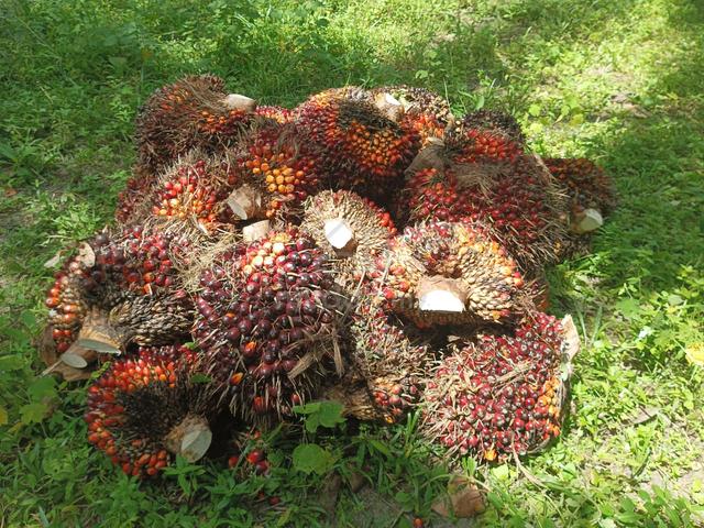 Agriculture Land at Kota Tinggi Johor 1