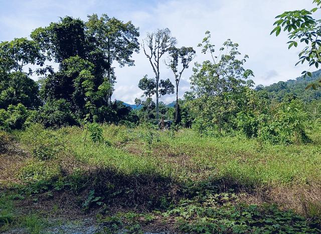 Tanah Jeliang,Manong Utk Disewa 1