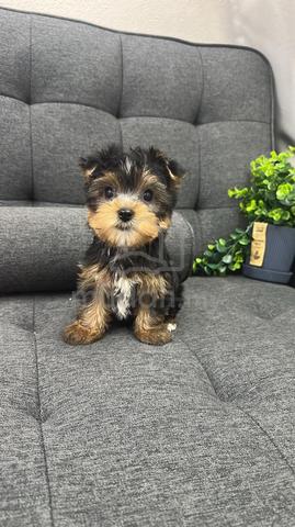 约克夏女
Yorkie
Female
LF-1
Dob : 16-08-26 - photo 3 of 3