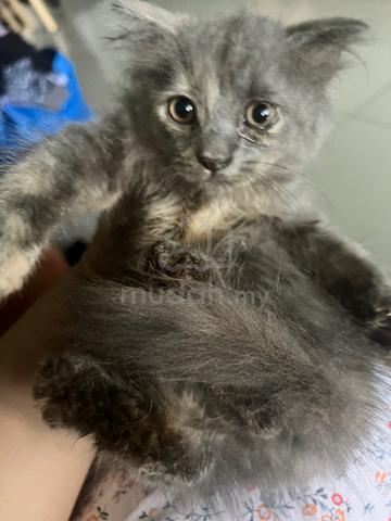 kitten utk rehome umur 3 bulan - photo 3 of 3