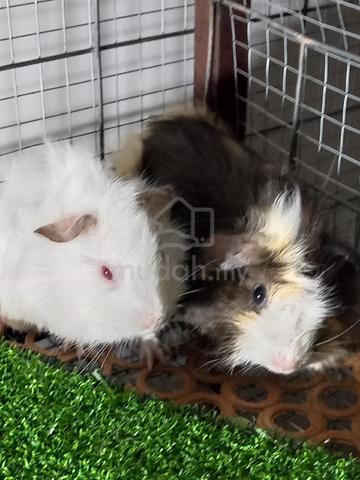 gunea pig sepasang - photo 3 of 5