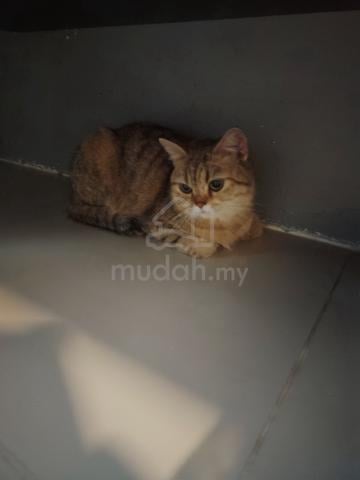 BSh BETINA 8 BULAN - photo 2 of 3
