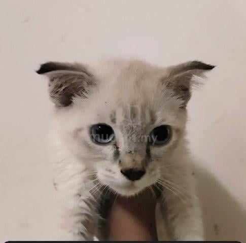 Kitten Male Mix Scotish fold - photo 6 of 6