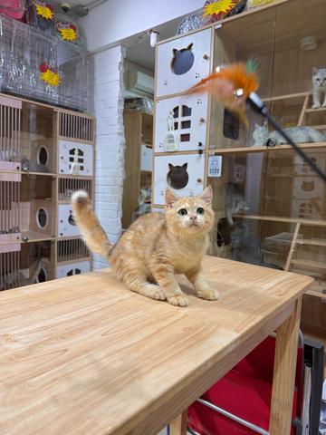 bear face golden tabby British short hair send SG - photo 2 of 3
