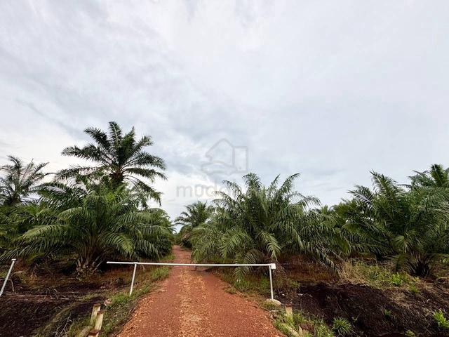 Agriculture land for sale Benut, Pontian 1
