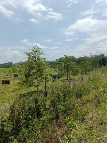 玲珑榴莲 Lenggong Perak Flat Land Durian Orchard 17Ekar Road Side For Sale 4