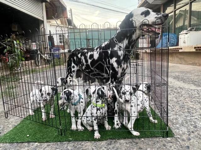 Carousel Image