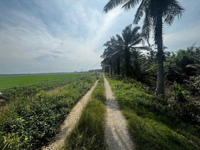 Tanah Kelapa Sawit Untuk Dijual - Sale 1