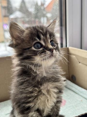 kitten comel - photo 5 of 6