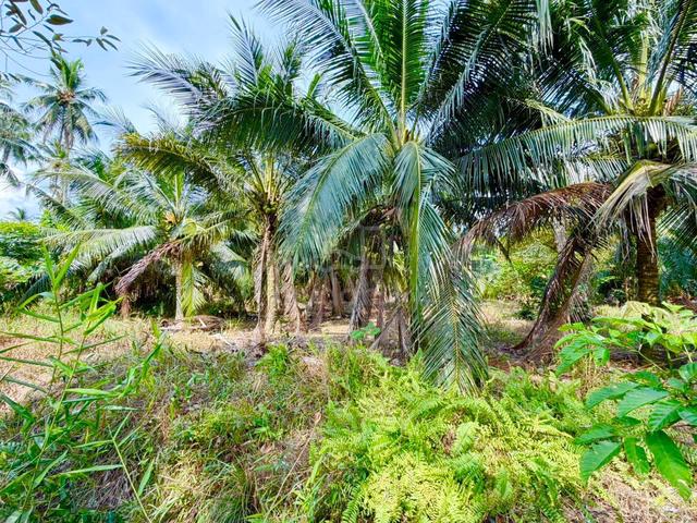 Pontian, Parit Sulaiman, Oul Palm, Reserved Road 650ft 1