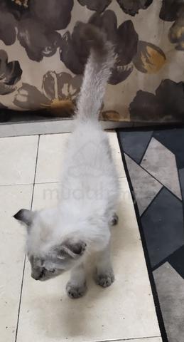 Kitten Male Mix Scotish fold - photo 4 of 6