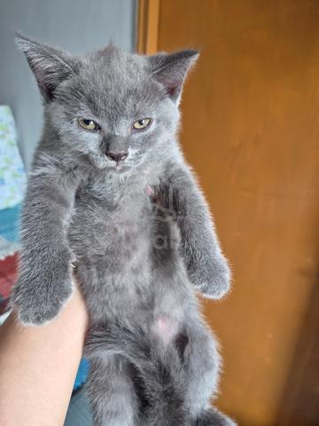 Bsh Kitten - photo 5 of 5
