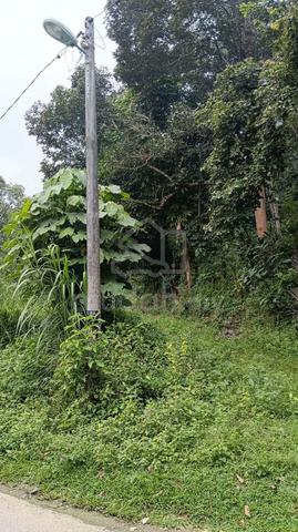 Tanah cantek 1