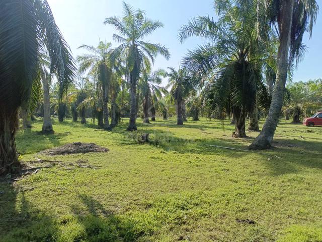 Tanah 1 Ekar Untuk Jual Pulau Nyatoh, Permatang Pasir, Banting 2
