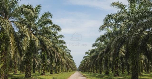 Tanah Sawit Untuk Disewa 1