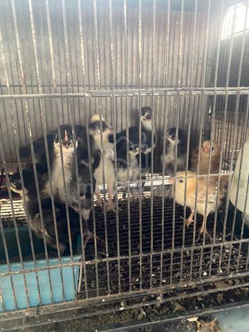 Anak Ayam Penelur Baka Tulen - photo 2 of 2