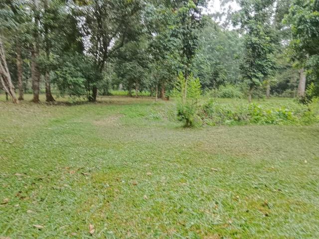 Terengganu Besut Agricultural Freehold Land For Sale 1