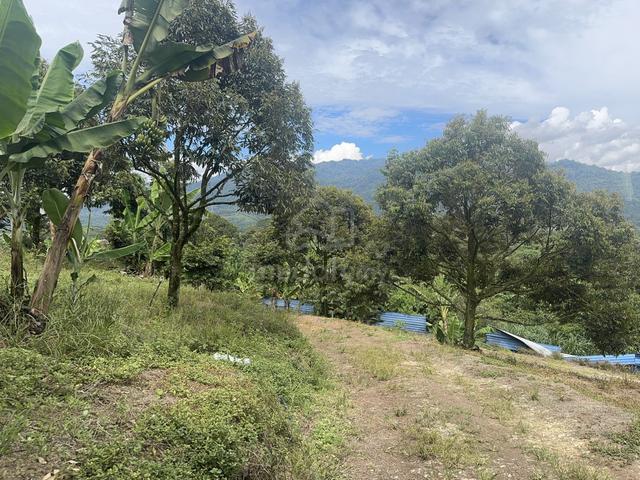 Kebun durian 1 ekar untuk dijual-Kalumpang Hulu Selangor 1
