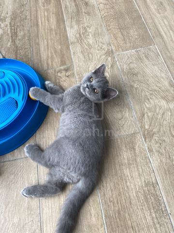 BSH blue - photo 2 of 4
